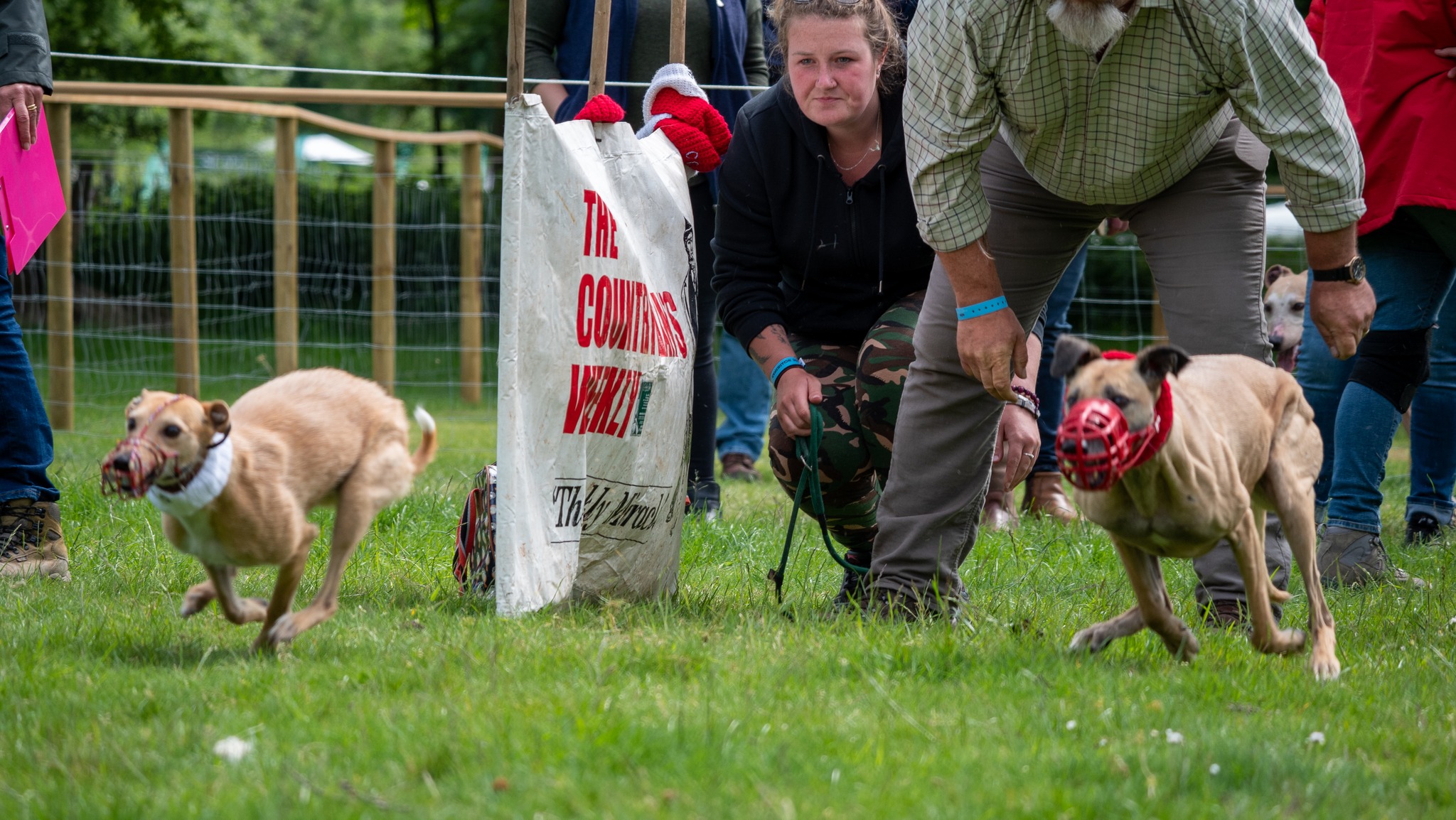 Lurcher best sale terrier shows